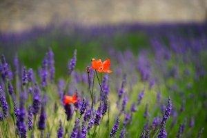 Omeopatia clinica. Un antidoto agli oppiacei papavero opium