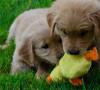 Cuccioli primaverili: consigli e accorgimenti cuccioli primaverili