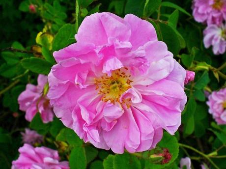 rosa RECENSIONE: CAMELLIA WHITENING OIL MIST SANDAWHA