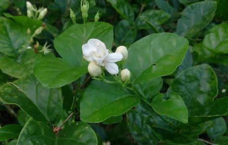 jasminum sambac RECENSIONE: CAMELLIA WHITENING OIL MIST SANDAWHA