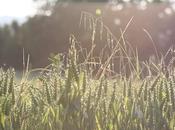 Golden wheat