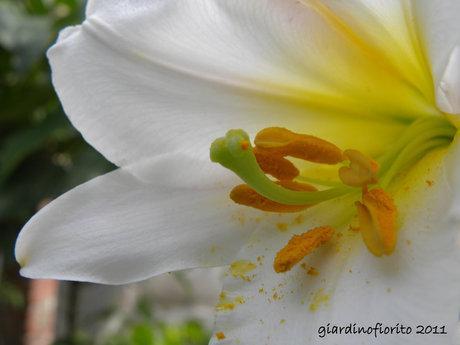 Lilium. Gigli di Sant’ Antonio