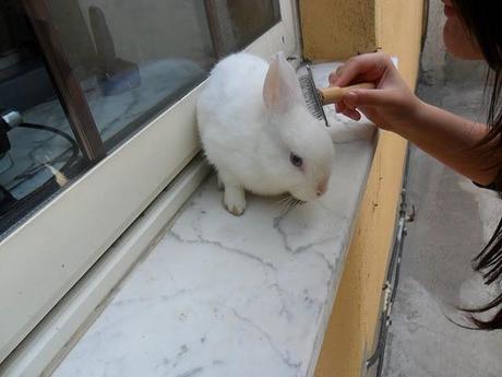 Taking care of my rabbit