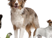 Animali compagnia bordo: