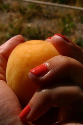 Orange Summer Orange Summer