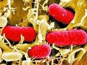 Enterohemorrhagic Escherichia coli: ritornano colpevoli germogli crudi?