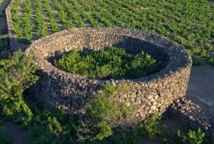 pantelleria_zibibbo