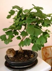 bonsai di ginko biloba hamlet redazione@mediterranews.org