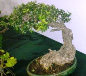 bonsai hamlet redazione@mediterranews.org