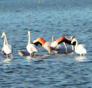 fenicotteri in Sardegna hamlet redazione@mediterranews.org