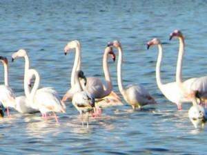 fenicotteri in Sardegna hamlet redazione@mediterranews.org