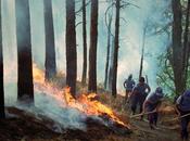 Difendiamo Nostri Boschi dagli Incendi.