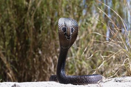 I serpenti velenosi in Marocco.