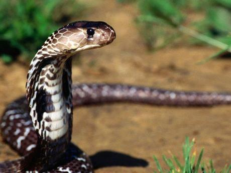 I serpenti velenosi in Marocco.