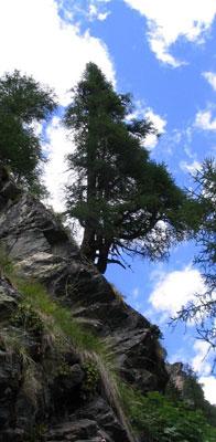 Come Albero Tenace di Gianfranco Taglialatela