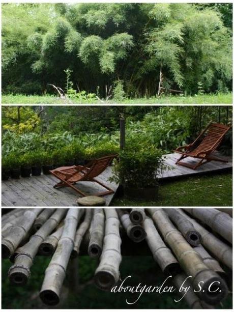 Il giardino dei bambù