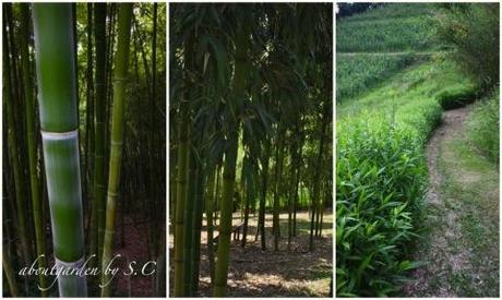 Il giardino dei bambù