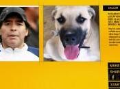 cane assomigli? dice Doggelganger