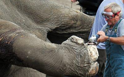 Pronta per i sandali? SOS pedicure