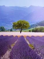 Douceur de vivre en Provence