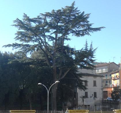 Alberi monumentali, il cedro dell'Himalaya di Vallerano (VT)