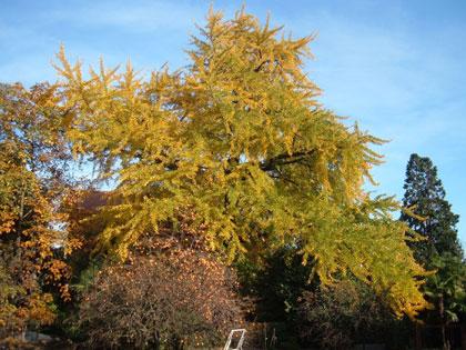 Alberi monumentali, il Ginkgo biloba di Baveno (VB)