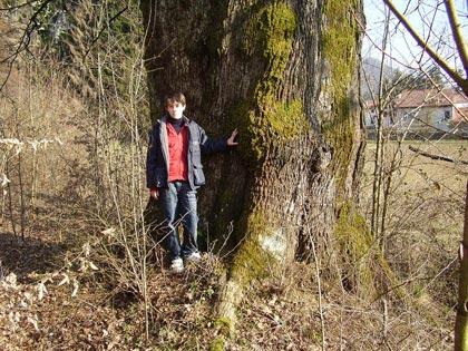 Alberi monumentali, la farnia di Attimis (UD)