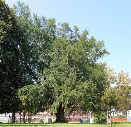 Alberi monumentali, il Ginkgo biloba di Villa Paolucci-Merlini, Forlimpopoli