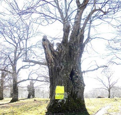 Alberi monumentali, il castagno di Canepina (VT)