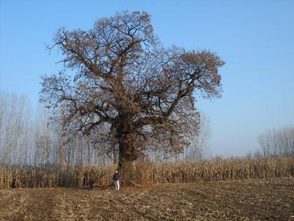 Alberi monumentali, il castagno di Carpignano Sesia (NO)