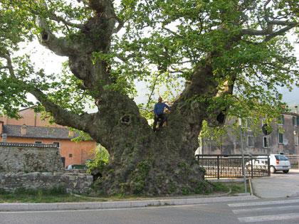 Alberi monumentali, il platano dei 100 bersaglieri a Caprine Veronese (VR)