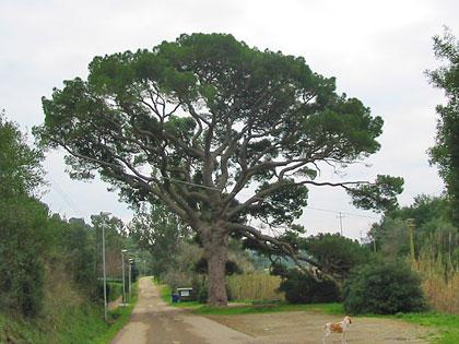 Alberi monumentali, il pino di Monserrato, Isola d'Elba (LI)