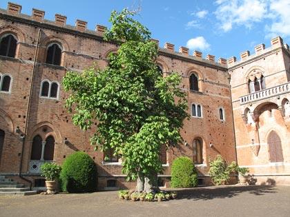 alberi-monumentali-sterculia-platanifolia-brolio