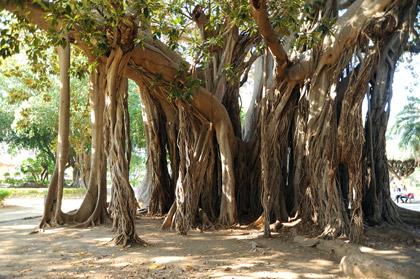 ficus-p-marina-palermo