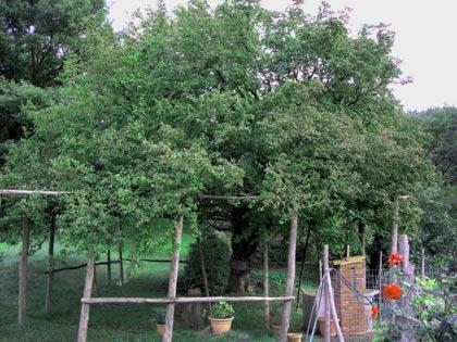 alberi-monumentali-crognolo-gigante-montieri-gr