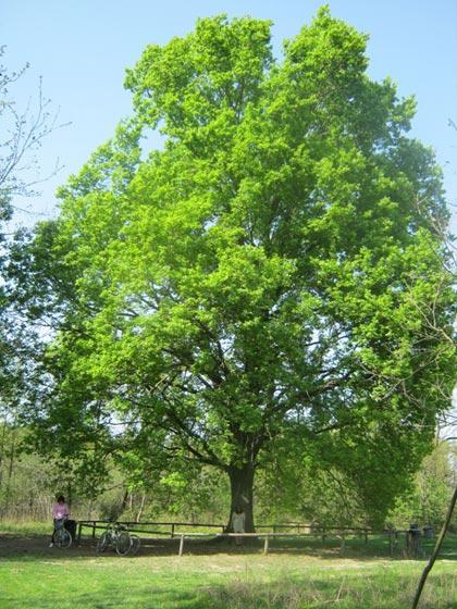 Più di 50 esemplari nel fotocensimento degli alberi monumentali di Florablog!