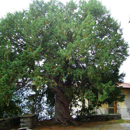 Alberi monumentali, il tasso di Cavandone (VB)