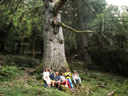 Alberi monumentali, l'abete bianco di Vesenda (SO)