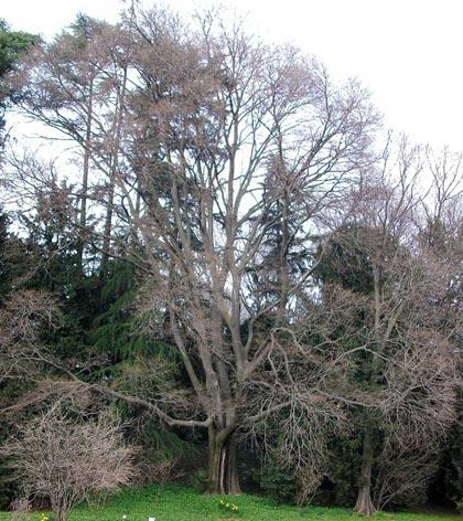 Alberi monumentali, il bagolaro di Villa Zanchi a Stezzano (BG)