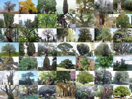 PiÃ¹ di 50 esemplari nel fotocensimento degli alberi monumentali di Florablog!