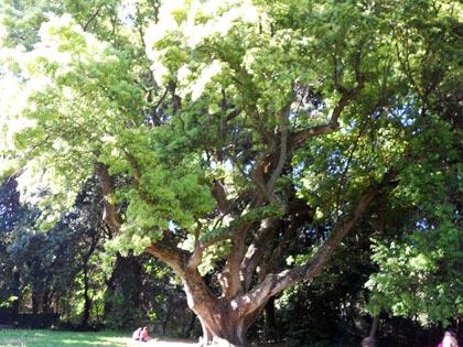 Alberi monumentali, il canforo e la magnolia del bosco di Capodimonte, Napoli