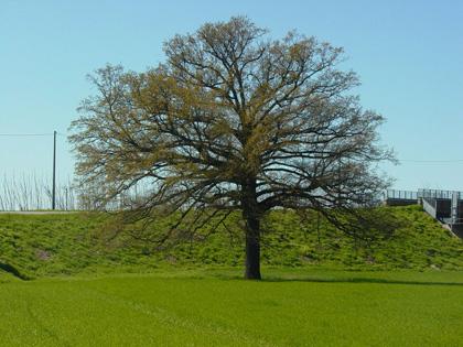 Alberi monumentali, salviamo Nonna Quercia!