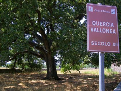 Florablog Contest, un albero monumentale straordinario: la quercia vallonea di Tricase (Le)