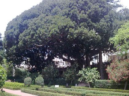 Ficus magnolioides del Parco d'Orleans a Palermo