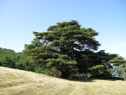 cedro-del-libano-badia-coltibuono