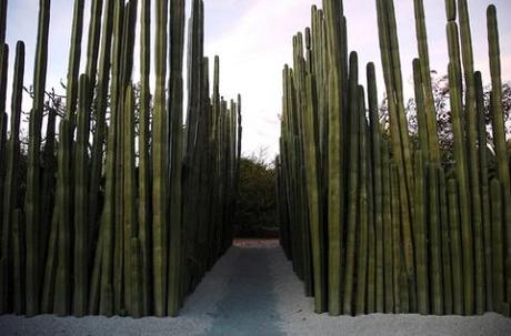 Cactaceae