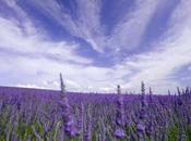 D-Day! O.E. Lavanda Officinale