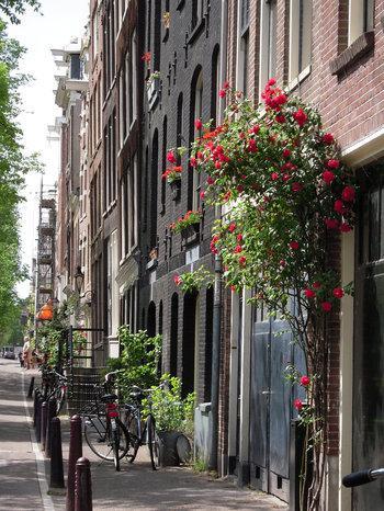 Amsterdam. Jordaan giardini e fiori