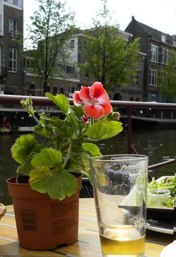 Amsterdam. Jordaan giardini e fiori