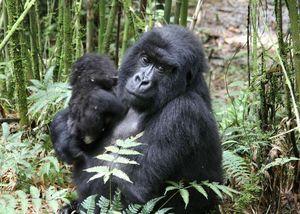 Mother-infant-gorillas-2009
